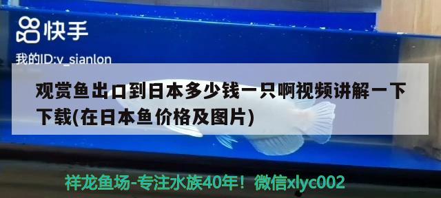 观赏鱼出口到日本多少钱一只啊视频讲解一下下载(在日本鱼价格及图片) 观赏鱼进出口