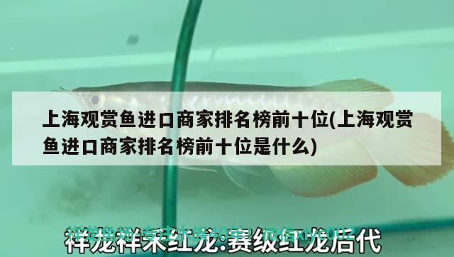 上海观赏鱼进口商家排名榜前十位(上海观赏鱼进口商家排名榜前十位是什么) 观赏鱼进出口