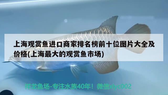 上海观赏鱼进口商家排名榜前十位图片大全及价格(上海最大的观赏鱼市场) 观赏鱼进出口