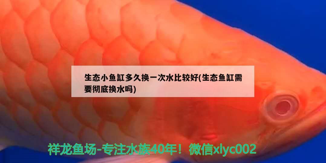 生态小鱼缸多久换一次水比较好(生态鱼缸需要彻底换水吗)