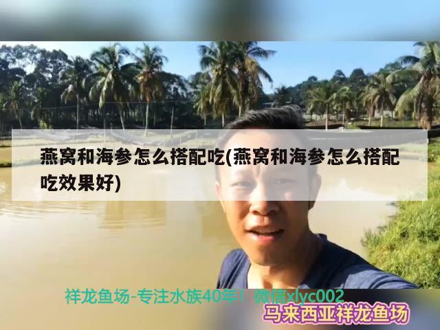 燕窝和海参怎么搭配吃(燕窝和海参怎么搭配吃效果好) 马来西亚燕窝