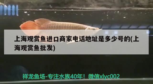 上海观赏鱼进口商家电话地址是多少号的(上海观赏鱼批发) 观赏鱼进出口