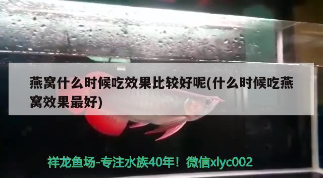 燕窝什么时候吃效果比较好呢(什么时候吃燕窝效果最好)