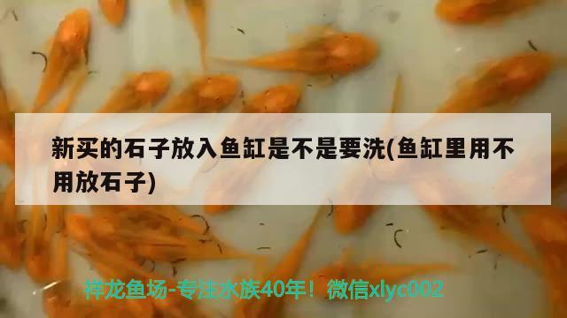 新买的石子放入鱼缸是不是要洗(鱼缸里用不用放石子)