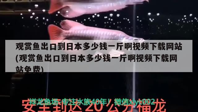 金龙鱼的价格是多少钱一条？，金龙鱼便宜的金龙鱼多少钱一条的便宜的金龙鱼多少钱一条