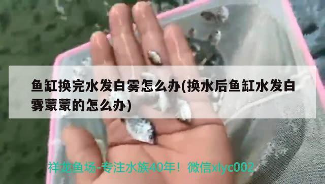 鱼缸换完水发白雾怎么办(换水后鱼缸水发白雾蒙蒙的怎么办)