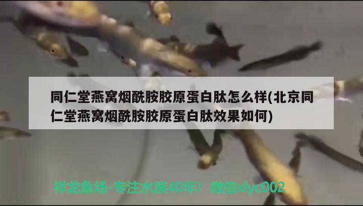 同仁堂燕窝烟酰胺胶原蛋白肽怎么样(北京同仁堂燕窝烟酰胺胶原蛋白肽效果如何) 马来西亚燕窝