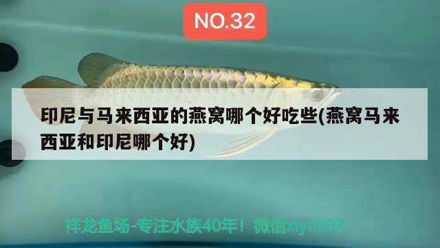 燕窝炖时间长变红色了(燕窝放久了变成红色还能吃吗) 马来西亚燕窝