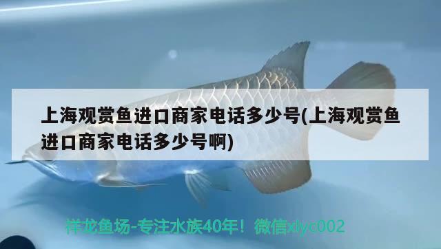 上海观赏鱼进口商家电话多少号(上海观赏鱼进口商家电话多少号啊) 观赏鱼进出口