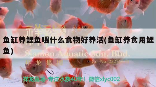 鱼缸养鲤鱼喂什么食物好养活(鱼缸养食用鲤鱼) 喷点菠萝鱼 第2张