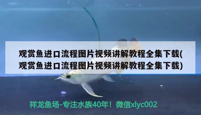 观赏鱼进口流程图片视频讲解教程全集下载(观赏鱼进口流程图片视频讲解教程全集下载) 观赏鱼进出口