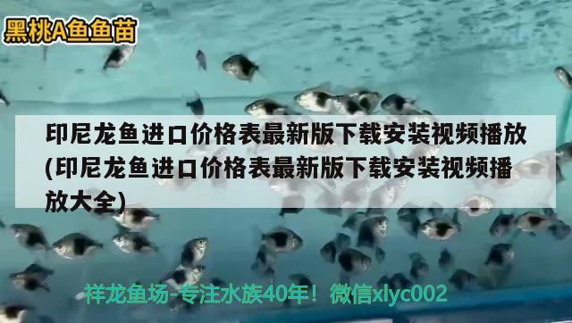 印尼龙鱼进口价格表最新版下载安装视频播放(印尼龙鱼进口价格表最新版下载安装视频播放大全)