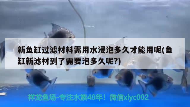 新鱼缸过滤材料需用水浸泡多久才能用呢(鱼缸新滤材到了需要泡多久呢?) 水族维护服务（上门）