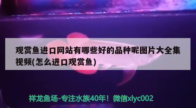 观赏鱼进口网站有哪些好的品种呢图片大全集视频(怎么进口观赏鱼)