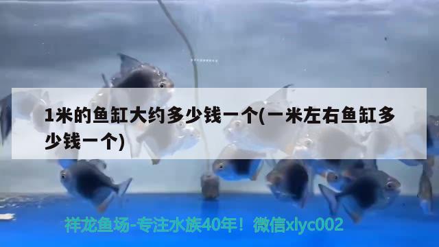 1米的鱼缸大约多少钱一个(一米左右鱼缸多少钱一个) 黑桃A鱼苗