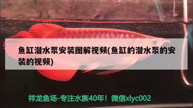 鱼缸潜水泵安装图解视频(鱼缸的潜水泵的安装的视频) 银龙鱼苗