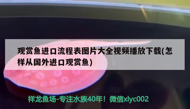 观赏鱼进口流程表图片大全视频播放下载(怎样从国外进口观赏鱼) 观赏鱼进出口