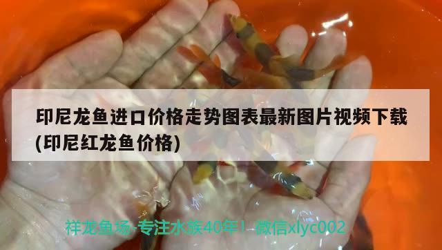 印尼龙鱼进口价格走势图表最新图片视频下载(印尼红龙鱼价格) 印尼红龙鱼