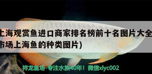 上海观赏鱼进口商家排名榜前十名图片大全(市场上海鱼的种类图片)