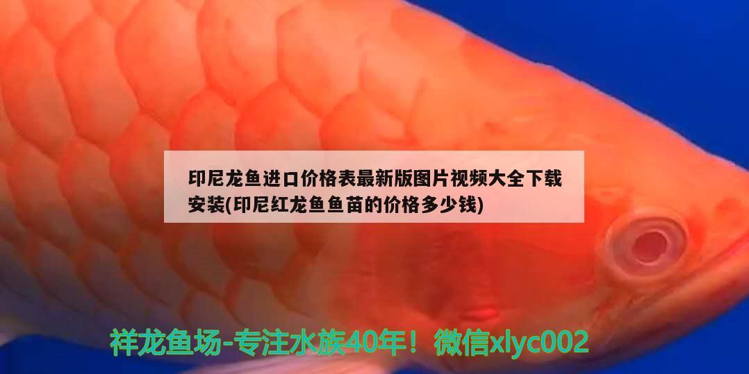 印尼龙鱼进口价格表最新版图片视频大全下载安装(印尼红龙鱼鱼苗的价格多少钱) 印尼红龙鱼 第2张