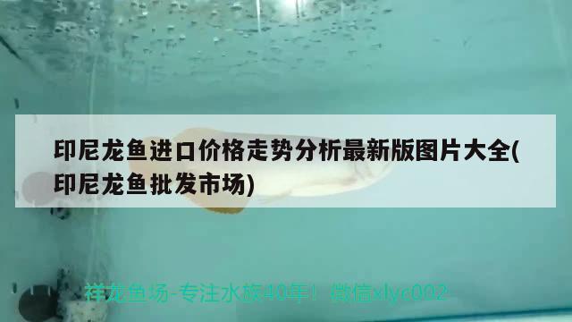 印尼龙鱼进口价格走势分析最新版图片大全(印尼龙鱼批发市场) 龙鱼批发