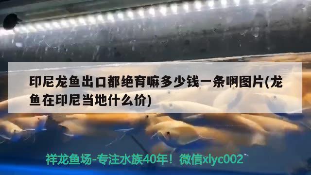 威猛霸气泰国虎 泰国虎鱼 第1张