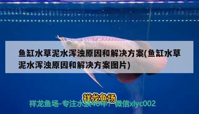 鱼缸水草泥水浑浊原因和解决方案(鱼缸水草泥水浑浊原因和解决方案图片) 水草