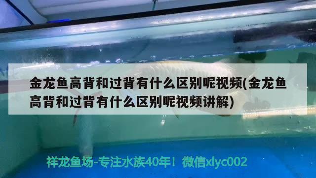 金龙鱼高背和过背有什么区别呢视频(金龙鱼高背和过背有什么区别呢视频讲解)