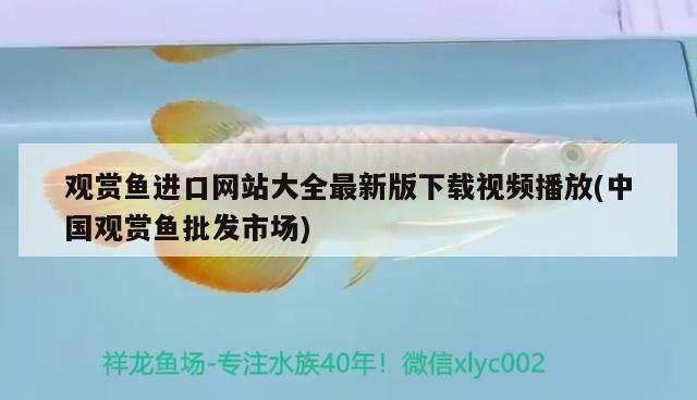 观赏鱼进口网站大全最新版下载视频播放(中国观赏鱼批发市场) 观赏鱼进出口