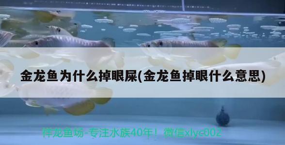 金龙鱼为什么掉眼屎(金龙鱼掉眼什么意思) 黑金魟鱼