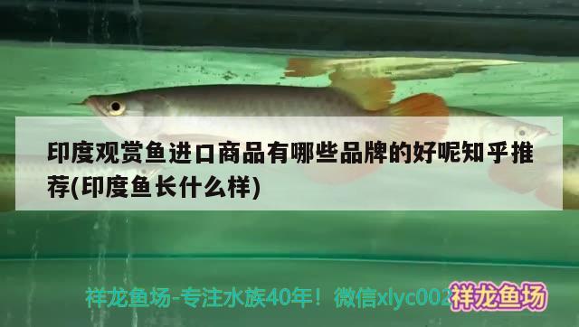 印度观赏鱼进口商品有哪些品牌的好呢知乎推荐(印度鱼长什么样)