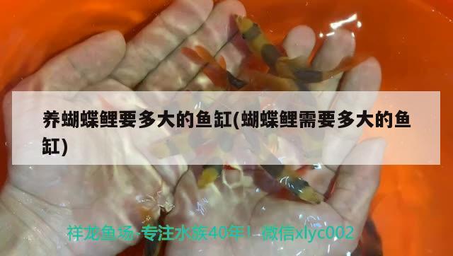 养蝴蝶鲤要多大的鱼缸(蝴蝶鲤需要多大的鱼缸) 蝴蝶鲤 第2张