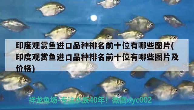 海底龙鱼图片大全：壮观的海底龙鱼世界，海底龙鱼图片大全及海底龙鱼图片大全及海底龙鱼图片大全