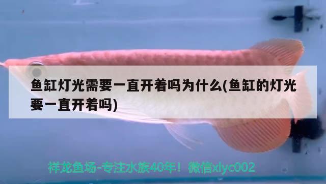 鱼缸灯光需要一直开着吗为什么(鱼缸的灯光要一直开着吗) 巨骨舌鱼