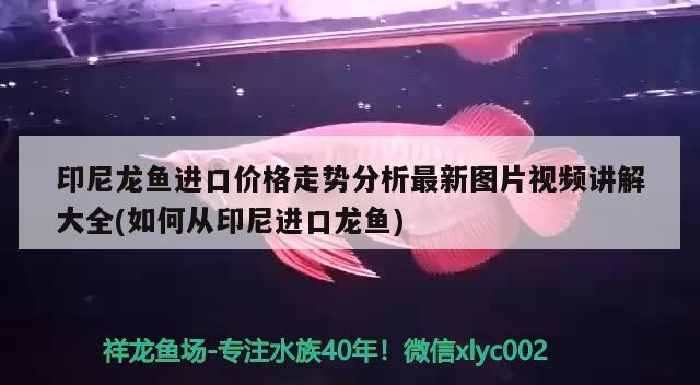 印尼龙鱼进口价格走势分析最新图片视频讲解大全(如何从印尼进口龙鱼) 观赏鱼进出口