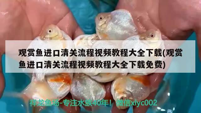 观赏鱼进口清关流程视频教程大全下载(观赏鱼进口清关流程视频教程大全下载免费)