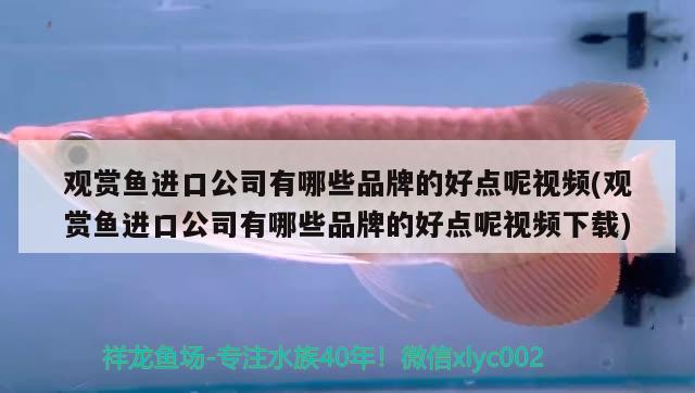 邯郸观赏鱼市场高温天气搬家注意爱鱼缺氧 观赏鱼市场（混养鱼） 第3张