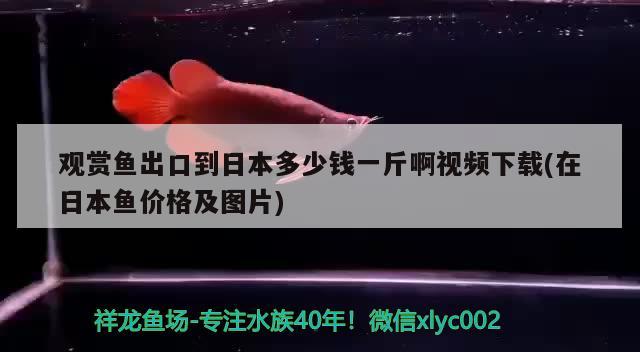 观赏鱼出口到日本多少钱一斤啊视频下载(在日本鱼价格及图片) 观赏鱼进出口