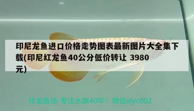 印尼龙鱼进口价格走势图表最新图片大全集下载(印尼红龙鱼40公分低价转让3980元)