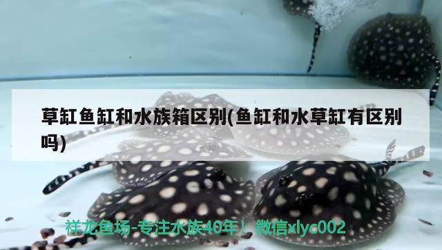 草缸鱼缸和水族箱区别(鱼缸和水草缸有区别吗) 鱼缸/水族箱