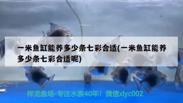 一米鱼缸能养多少条七彩合适(一米鱼缸能养多少条七彩合适呢) 朱巴利鱼