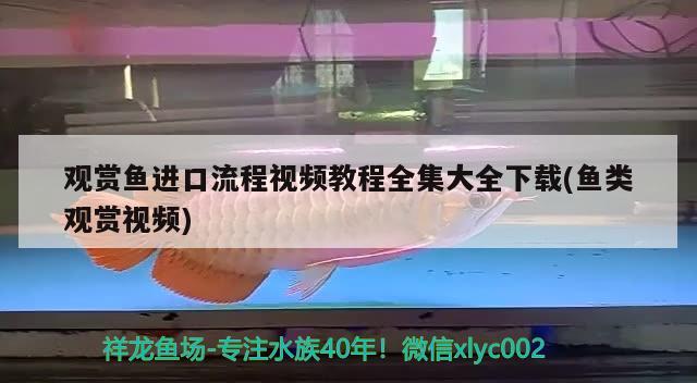 观赏鱼进口流程视频教程全集大全下载(鱼类观赏视频) 观赏鱼进出口