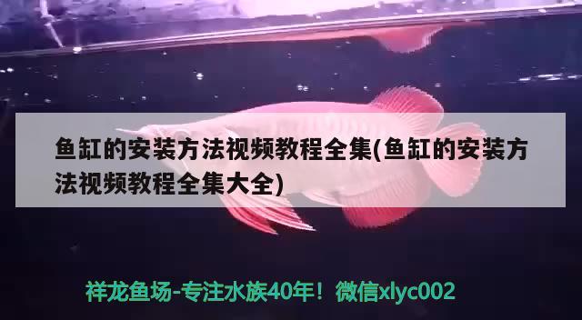 鱼缸的安装方法视频教程全集(鱼缸的安装方法视频教程全集大全) 白化火箭