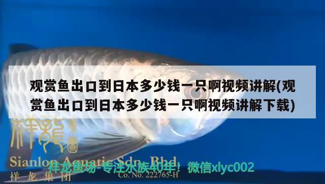 观赏鱼出口到日本多少钱一只啊视频讲解(观赏鱼出口到日本多少钱一只啊视频讲解下载)