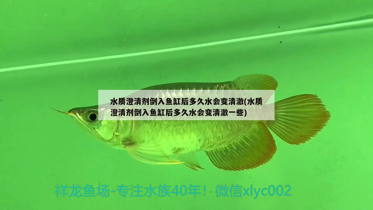 水质澄清剂倒入鱼缸后多久水会变清澈(水质澄清剂倒入鱼缸后多久水会变清澈一些) 红魔王银版鱼