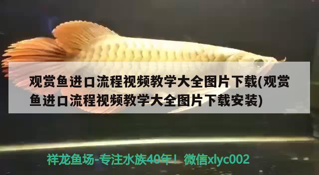 观赏鱼进口流程视频教学大全图片下载(观赏鱼进口流程视频教学大全图片下载安装) 观赏鱼进出口