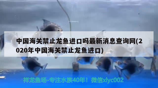 中国海关禁止龙鱼进口吗最新消息查询网(2020年中国海关禁止龙鱼进口) 观赏鱼进出口