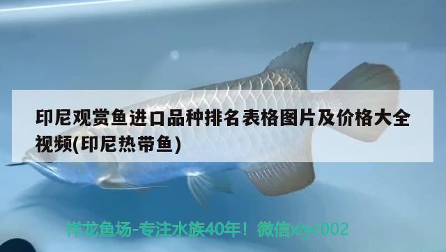 印尼观赏鱼进口品种排名表格图片及价格大全视频(印尼热带鱼) 观赏鱼进出口