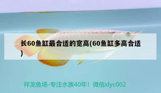 长60鱼缸最合适的宽高(60鱼缸多高合适) iwish爱唯希品牌鱼缸