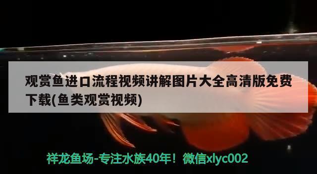 观赏鱼进口流程视频讲解图片大全高清版免费下载(鱼类观赏视频)